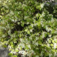 Loropétale de Chine