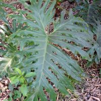 Philodendron de Sello, Philodendron dentelle, Self-header