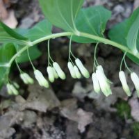 Sceau-de-Salomon multiflore, Grand muguet, Genouillet, Herbe aux panaris, Muguet multiflore