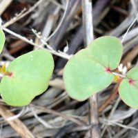 Sarrasin, Blé noir, Blé de Turquie