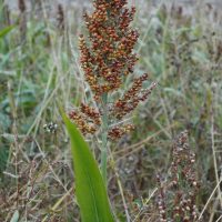 Sorgho, Gros mil, Millet indien, Blé égyptien