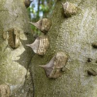 Clavalier d’Amérique, Clavalier à feuilles de frêne, Frêne épineux, Arbre mal-aux-dents