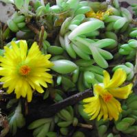 Chasmatophyllum braunsii