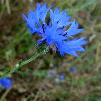 Bleuet des champs, Bluet, Casse-lunettes, Barbeau bleu