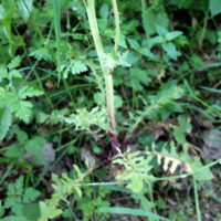 Crépide à feuilles de pissenlit, Barkhausie à feuilles de pissenlit