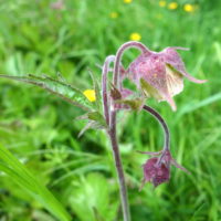 Benoîte des ruisseaux
