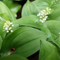 Maïanthème à deux feuilles, Petit muguet, Petit Lis des vallées, Gazon de Parnasse