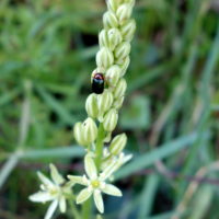 Ornithogale des Pyrénées, Asperge du pauvre, Aspergette
