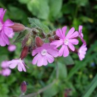 Silène dioïque, Compagnon rouge