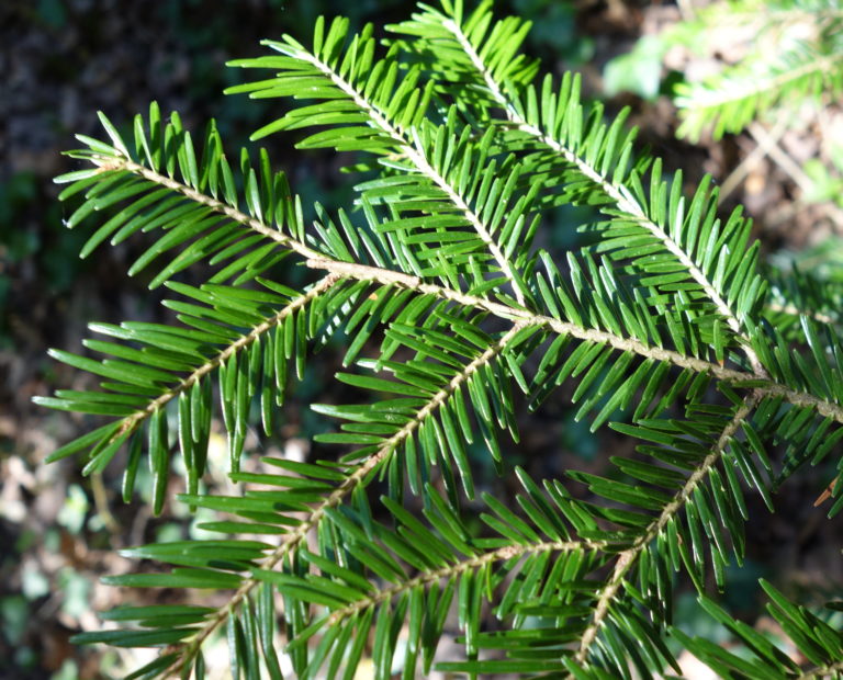 Hydrolat De Sapin Blanc Bio Abies Alba - 200ml - France Herboristerie - Neuf