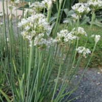 Ciboule de Chine, Ail chinois