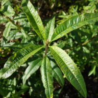 Verveine odorante, Verveine du Pérou, Verveine citronnelle, Verveine à trois feuilles
