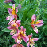 Alstroemère hybride, Lis du Pérou, Lis des incas, Horticole