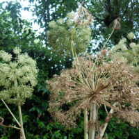 Angélique vraie, Archangélique, Angélique vraie, Racine du St-Esprit