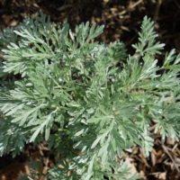 Armoise absinthe, Grande absinthe, Herbe aux vers, Aluine, Herbe sainte, Absinthe romaine