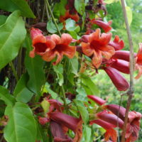 Bignone à vrilles, Bignone orangée, Trompette de Virginie