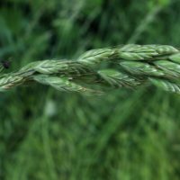 Brome fausse-orge,  Brome mou