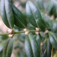 Buis commun, Buis toujours vert, Bois béni