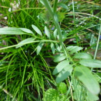 Cardamine des prés, Cressonnette, Faux cresson
