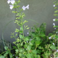 Petit calament, Sarriette calament, Calament népéta, Calament glanduleux