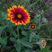 Gaillarde vivace grandes fleurs