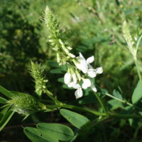 Galéga officinal, Faux-indigo, Rue-des-chèvres, Sainfoin d’Espagne