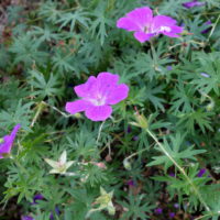 Géranium sanguin, Bec de grue sanguin, Sanguinaire, Herbe à becquet