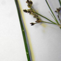 Jonc des bois, Jonc à fleurs aigüs