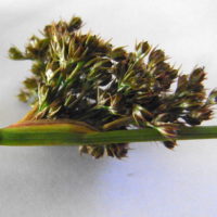 Jonc aggloméré et jonchaie