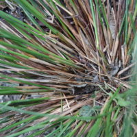 Jonc à inflorescence éparse