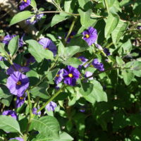 Arbre à gentiane, Morelle de Rantonnet, Buisson de patates bleues