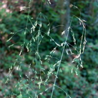 Millet étalé, Millet sauvage, Millet diffus