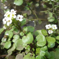Cresson de fontaine, Cresson d’eau, Santé du corps