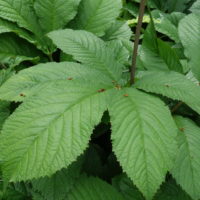 Rodgersia à feuilles de marronnier
