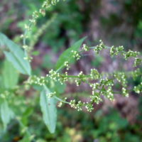 Rumex aggloméré, Patience agglomérée