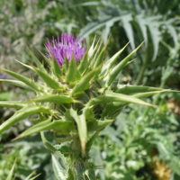 Chardon Marie, Chardon argenté, Chardon-Notre Dame