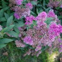 Spirée du japon, Reine des prés japonaise
