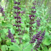 Épiaire des bois, Ortie puante