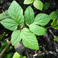 Egopode podagraire, Herbe aux gueux