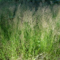 Agrostide commune, Agrostide capillaire, Agrostide délicate, Traînasse