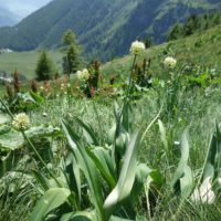 Ail de la Sainte victoire, Ail victorial, Ail des cerfs,Herbe aux mille chemises