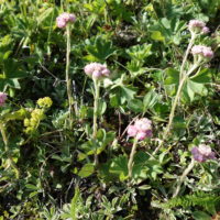 Pied-de-chat dioïque, Gnaphale dioïque