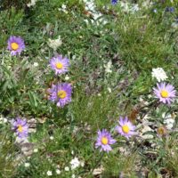 Aster des montagnes