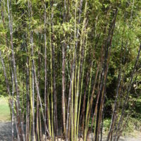Bambou noir