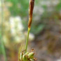 Laîche à fruits luisants, Laîche luisante