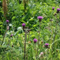 Cirse hélénie, Cirse faux hélénium , Cirse à feuilles variables
