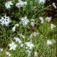 Œillet magnifique, Œillet à plumet