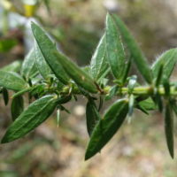 Genêt d’Allemagne