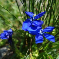 Gentiane printanière