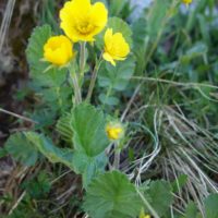 Benoîte des montagnes